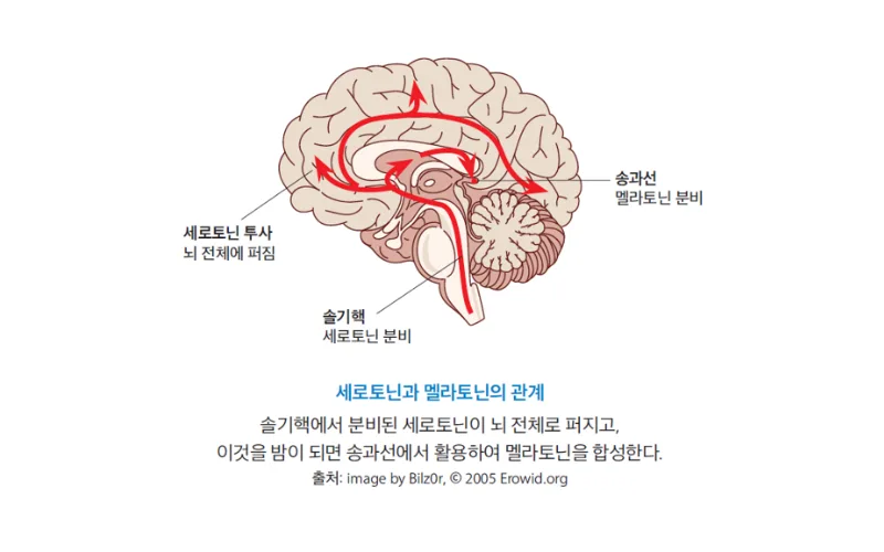 체내에 진액이 고갈되면  노화의 속도가 빨라진다!!!