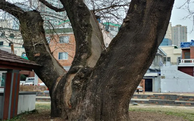 천년기념물인 사하구 괴정동 회화나무가 관리부실로 인해 보호수로 !